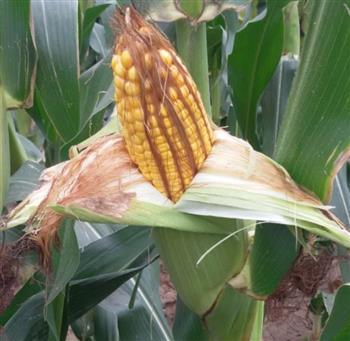 秋季玉米要提前抗灾，来年才会有丰收！