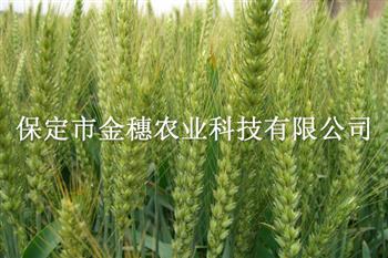 津强8——春小麦种子