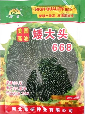 矮大头668——油葵种子